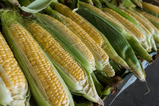 粮食暴跌！美国天气向好、投机性崩盘引发抛售 玉米跌至月内低点拖累大豆和小麦