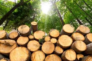 通胀持续的担忧加剧！在今年夏天短暂回落后，木材价格再度上涨……
