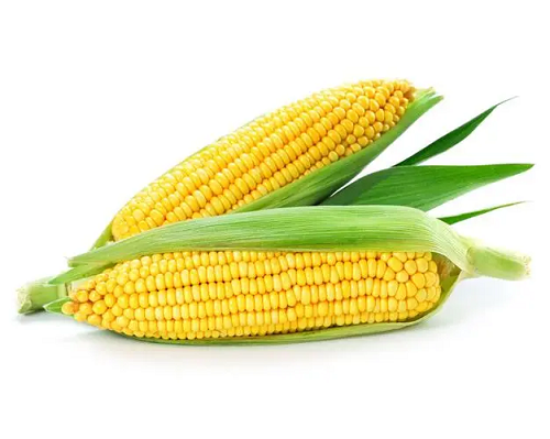 中国11月玉米进口同比激增384%！国内玉米产量创纪录，养殖户的福音？